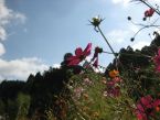 黑川波斯菊